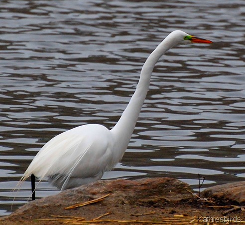 6. egret-kab