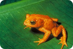 rospo_dorato_Bufo_periglenes rospo_dorato_Bufo_periglenes