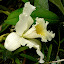 Cattleya