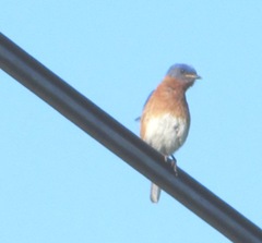 bluebird on wire, Dennis.MA 6.17.12