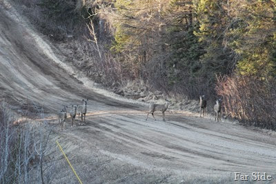 Six deer on Ashleys Road