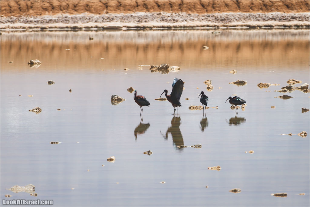 Озера с Фламинго | LookAtIsrael.com: Фото-блог о путешествиях по Израилю. Тель Авив, Иерусалим, Хайфа 