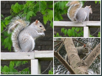 squirrel collage0611