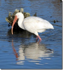 Ibis and his reflection