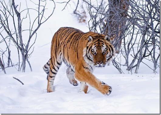 Siberian tiger (Panthera tigris altaica)