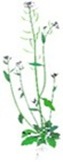 Arabidopsis thaliana 