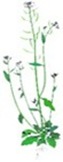 Arabidopsis thaliana Arabidopsis thaliana