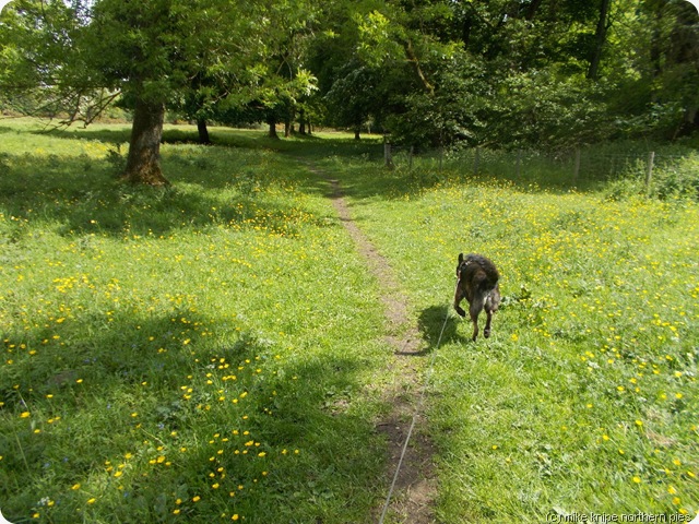 dog path dog path path dog