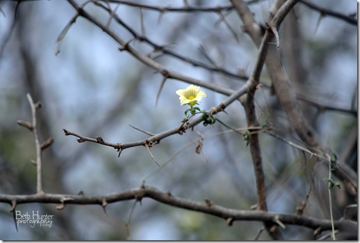 cr-tree-flower