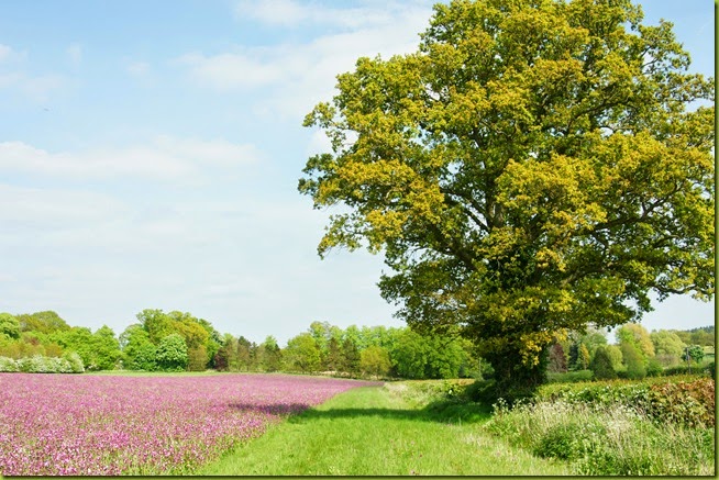 perfect pink meadow