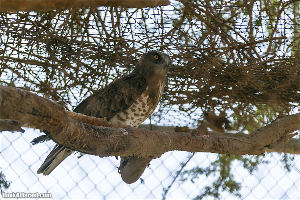 LookAtIsrael.com - Заповедник библейских животных Хай Бар | Hai Bar reserve | חי בר
