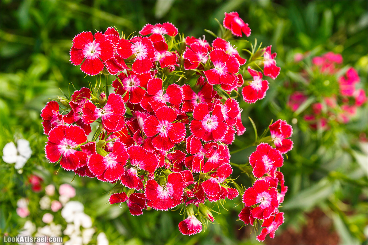 Сельскохозяйственная школа Хава бе-Эден | Hava be-Eden farm | LookAtIsrael.com - Фото путешествия по Израилю | חווה בעדן