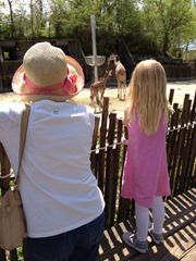 zoo gma- giraffes