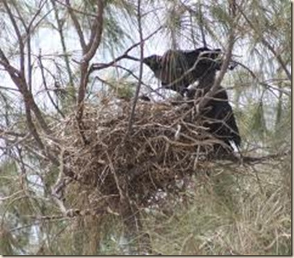 crow nest