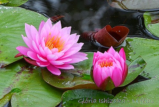 Glória Ishizaka - flores 93