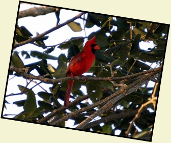 01o - Early Morning Eco Pond - Cardinal