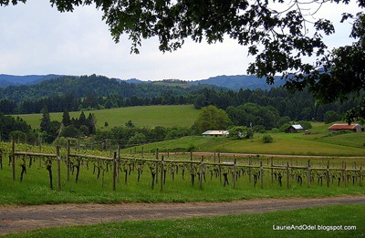 Vines in Elkton Area at Bradley Winery]