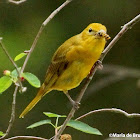 Summer tanager, female