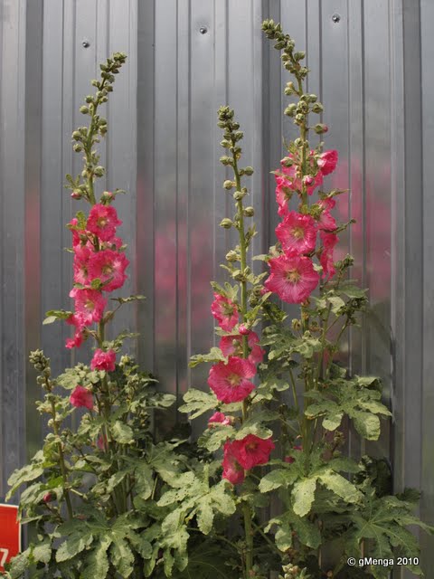 Julesvernehorticulture Les Malvacées Du Jardin Lavatère