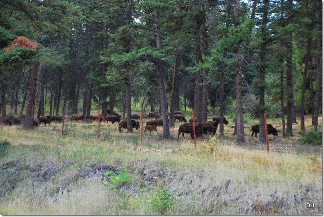 08-19-14 A National Bison Range (102)