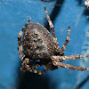 Spaltenkreuzspinne / Walnut Orb-Weaver Spider