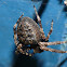 Spaltenkreuzspinne / Walnut Orb-Weaver Spider