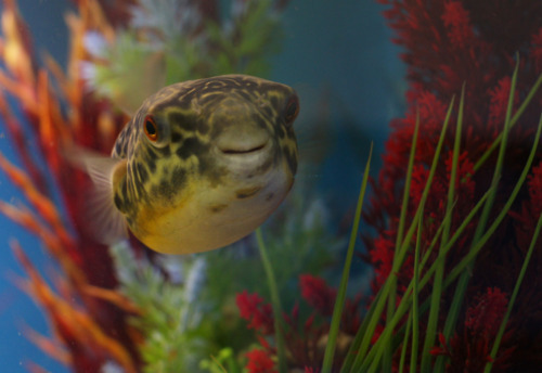blue-cute-fish-green-r%252520uc.jpg