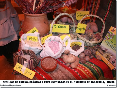 Semillas de Quinua, Cañahua y Papa del Municipio de Caracollo, Oruro-Laquinua.blogspot.com_Rubén Miranda