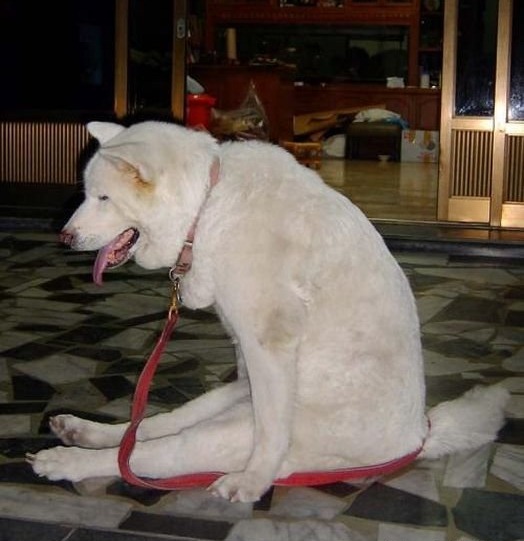 [1307091205_smeshnye-sobaki-65%255B3%255D.jpg]