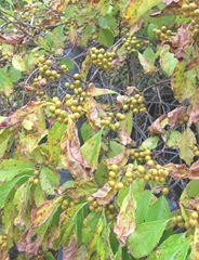 bittersweet vine w unripe yellow berries