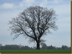 IMG_0029 Tree