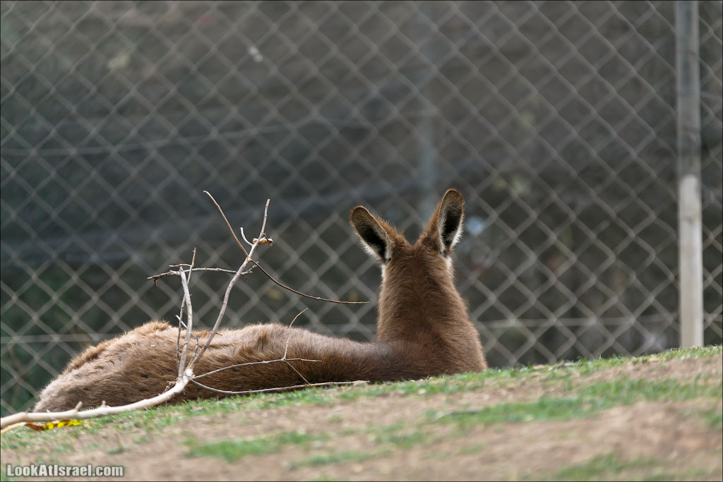 Ган Гуру - парк с кенгуру и другими австралийскими животными | Gan Guru | גן גורו | LookAtIsrael.com - Фото путешествия по Израилю