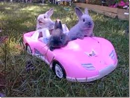 23294d1206244146-why-did-easter-bunny-cross-road-bunnies_driving_400x300