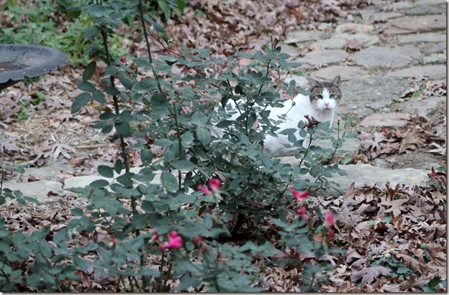 Bailey hiding among the rose bushes