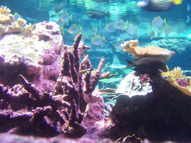 [2012.09.02028aquarium2.jpg]