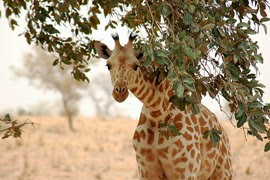 girafe du Niger