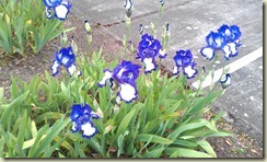 Blue Iris (2)