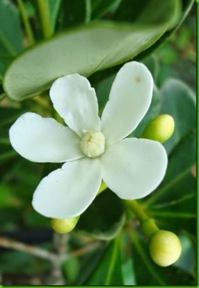 Clusia criuva Clusia criuva