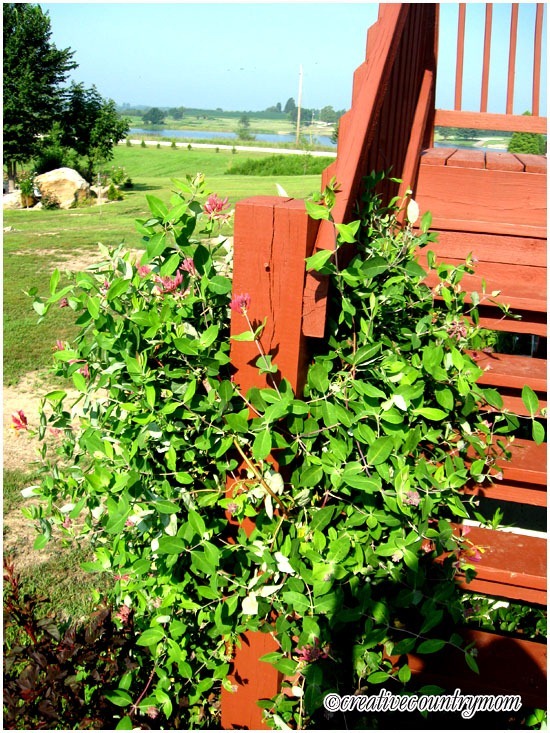 Honeysuckle Vine