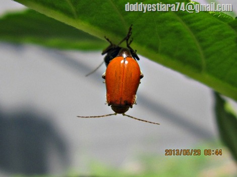 Kumbang daun Aulacophora foveicollis kawin - iNSeCTiaRa