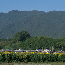 葛城,ひまわり(IMGP0400,645Z)2014yaotomi_.jpg