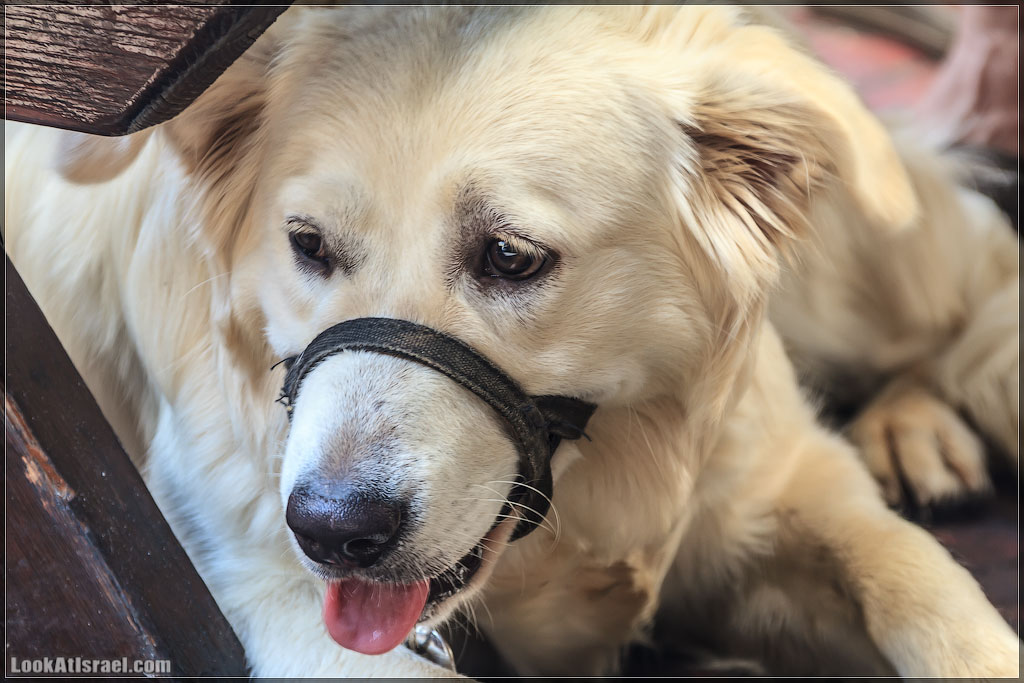 LookAtIsrael.com - Фото путешествия по Израилю | Портреты собак Тель Авива