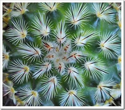 110804_Mammillaria-microhelia_05_cu