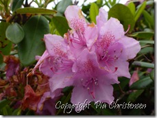 Rhododendron i slotsparken Gram 