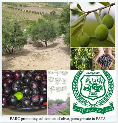 PARC promoting cultivation of olive, pomegranate in FATA