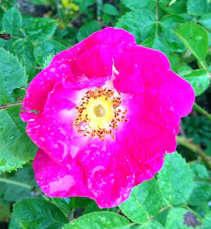 [pink-rose4.jpg]