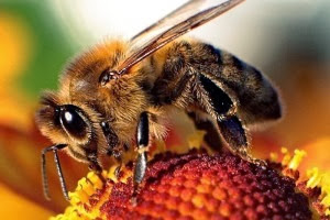 List of Foods We Will Lose if We Don’t Save the Bees