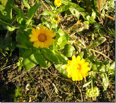 goudsbloem goudsbloem