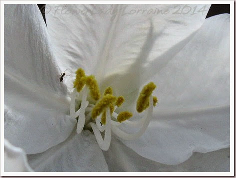 04-29-white-orchid-tree2