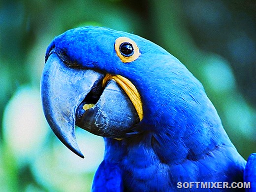 [popugay%255B6%255D.jpg]